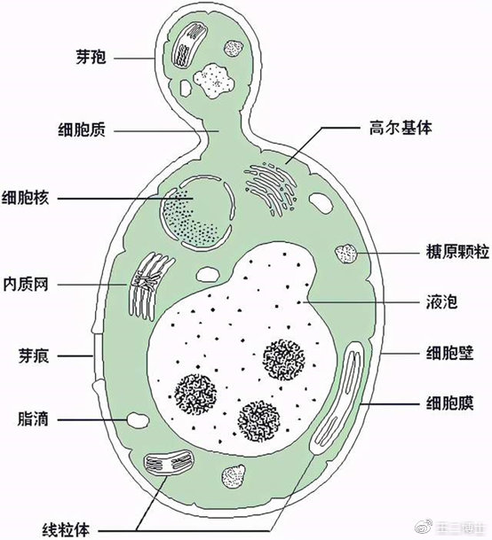 酵母细胞的结构