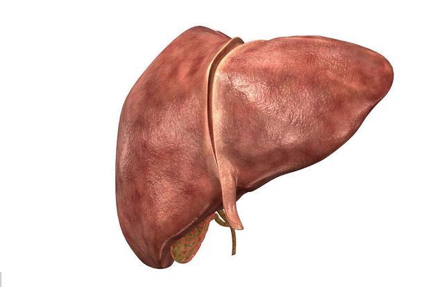 而且肝脏也是重要的造血器官,人体的凝血因子基本都是在肝脏中合成的