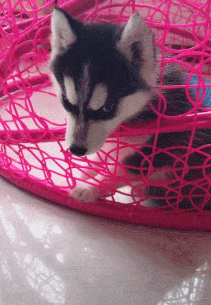 原创小二哈虽会缩骨功不料头也被卡绝望哈的眼神亮了