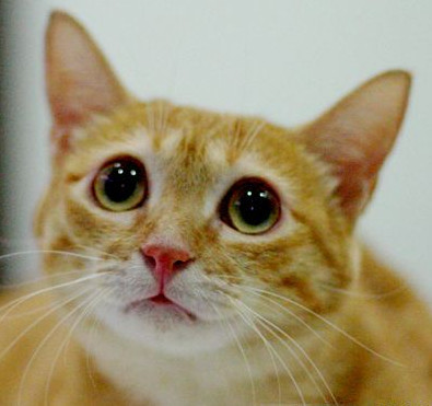 原来柴犬偷偷闻了橘猫的屁股,被橘猫打了。网友:太佩服橘猫的防狼技术了
