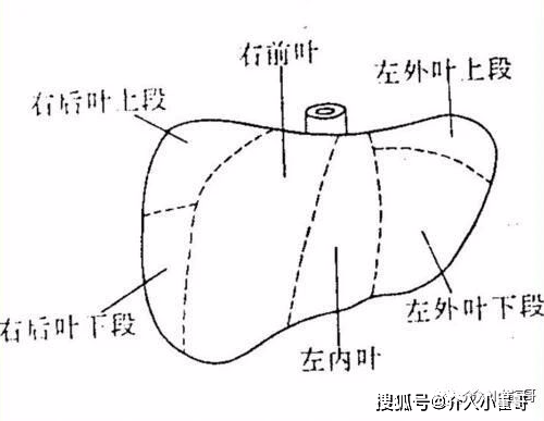 小崔哥为您讲解肝脏解剖位置