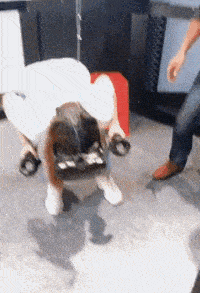 gif搞笑趣图:每次出差,我最怕看到的就是这个不舍的眼神