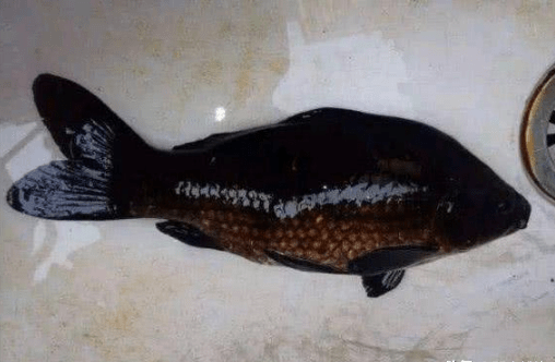一条奇怪的"黑色鲤鱼"被钓起,是保护色,还是其他的原因呢?