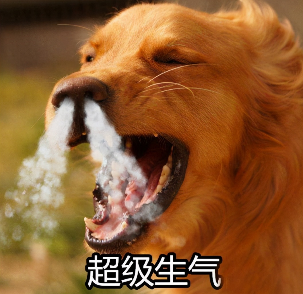 别以为狗狗都是没脾气的,有这些表现,说明它生气了