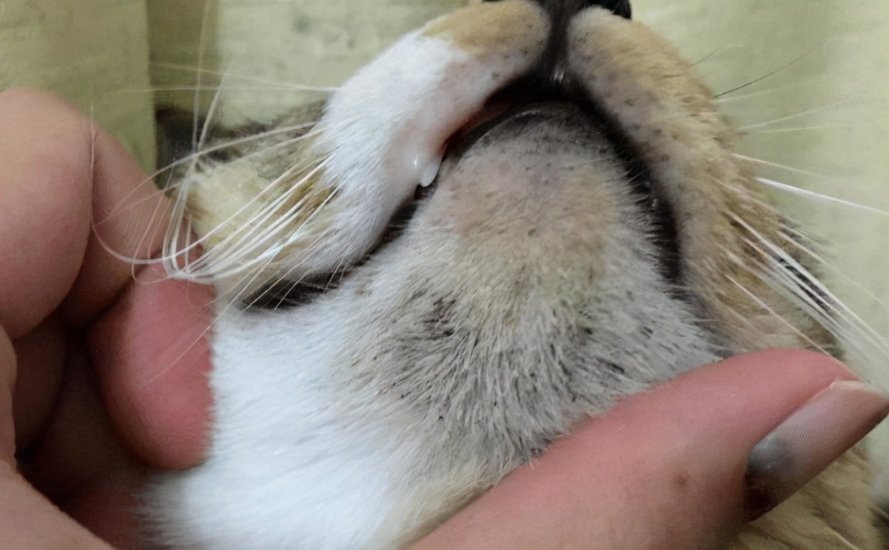 怎么给不听话的猫咪洗黑下巴 6e624fc2fbca420db2b68a295ff2d823.jpeg
