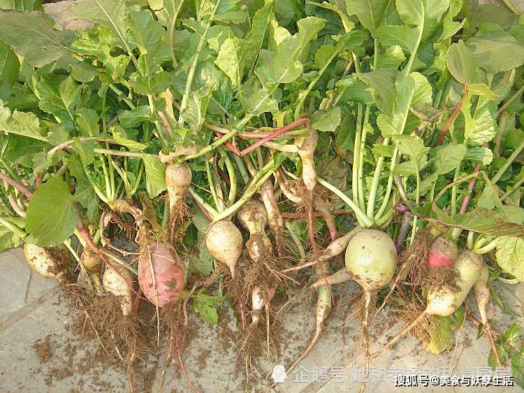 怎样晒萝卜缨子 39adb4b43fed4be8aaa723ba7fb1ed03.jpeg