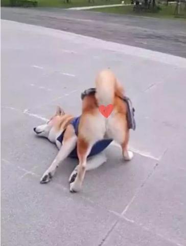 柴犬狗狗半路玩碰瓷，柴犬：不給大骨頭，你們都別想走！ 萌趣萌寵 第2张