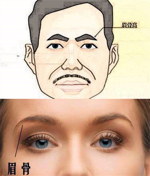 眉骨又被称为眉弓,位于额骨眶上缘的上方,并且呈弓形隆起.