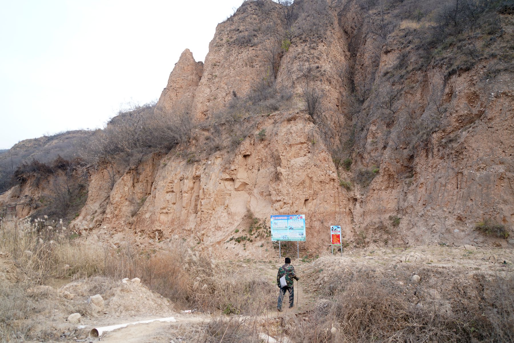 山西大山发现"凤凰,6旬农民大叔守护6年,看鸟儿活成啥样