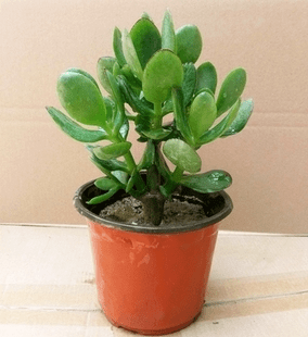 如何种植玉树 6dd80bbc8fc145cbbace821b562ab716.png