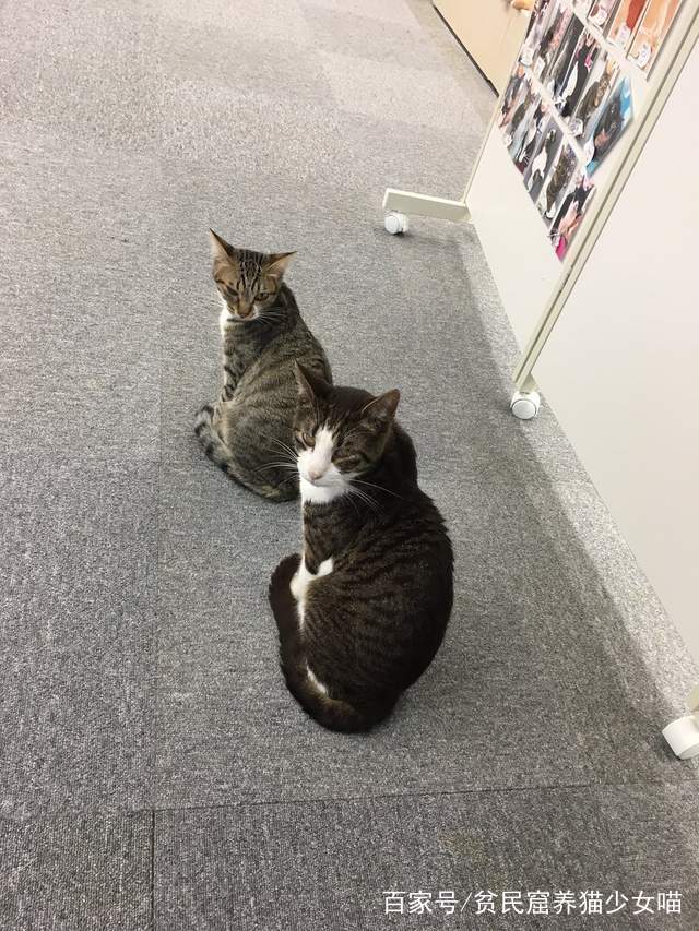 同步猫,猫咪动作相似率高达99%,在一起久了连姿势都变一样了