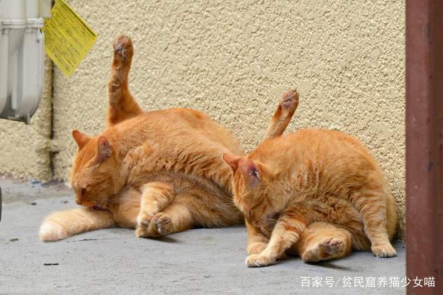 同步猫,猫咪动作相似率高达99%,在一起久了连姿势都变一样了