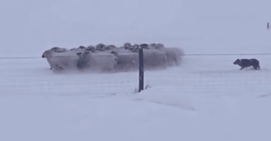 暴雪天羊群走丢牧羊犬冲进风暴 随后风雪中一幕把所有人震住（图）