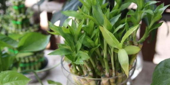 富贵竹几枝 60a862afd0ad4467a7300ae5e19d7345.jpeg