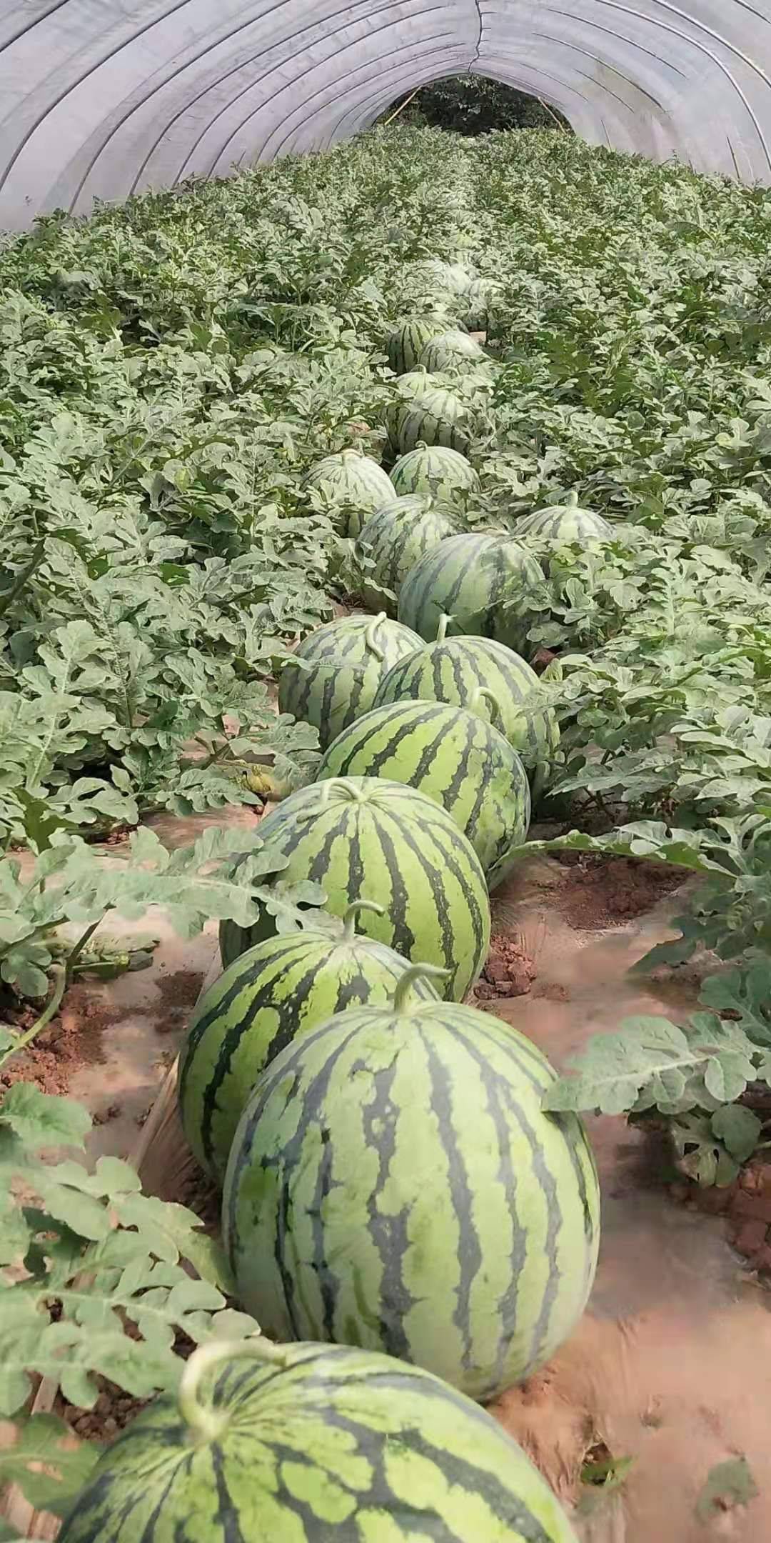 西瓜多少天开花 6a262f1359434ac695848efafad7bc44.jpeg