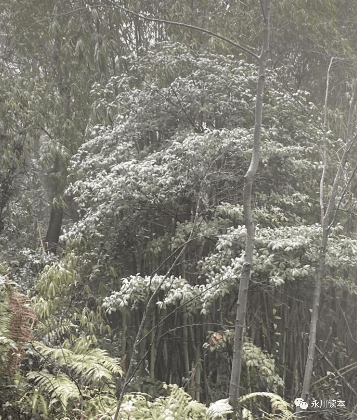 茶山竹海已经铺上了一层薄薄的冰雪下雪是美好的对于咱永川人来说永川