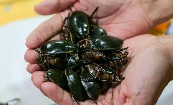 黑暗料理之旅：广西梧州“水蟑螂”头等下酒菜，游客叹服不已