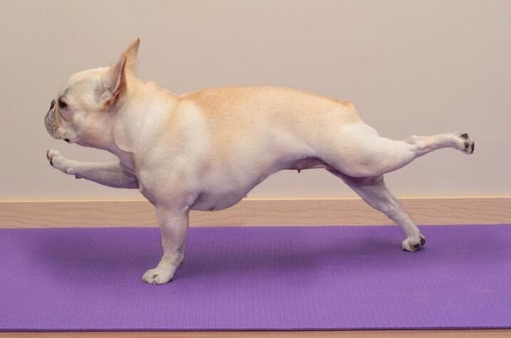 原创法斗犬化身瑜伽奇才,苦练5年小有成就,这段位就是王者好吧