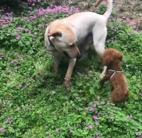 原创泰迪专门调戏大狗不料大狗不上当莫名被一脚踢飞