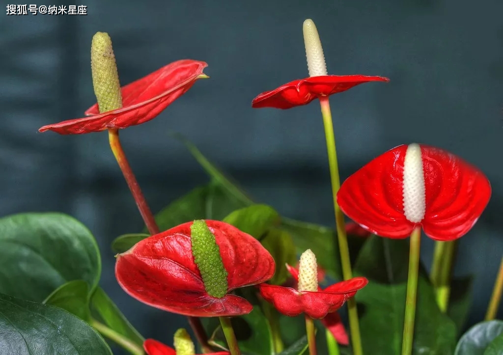 金牛座专属守护花,什么花朵能为金牛座带来好运?