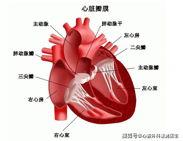 杭州胸腔镜主动脉瓣膜置换术浙江省人民医院告别开胸为心脏换门