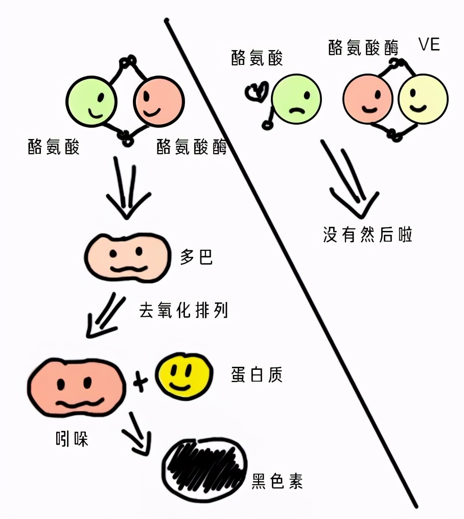 酪氨酸酶的作用 来自搜狐网
