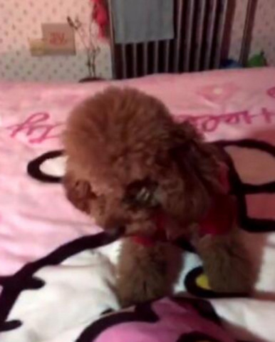 狗狗养多久不能送人 fbc372fa4b37451eb35b6813b47311fe.jpeg