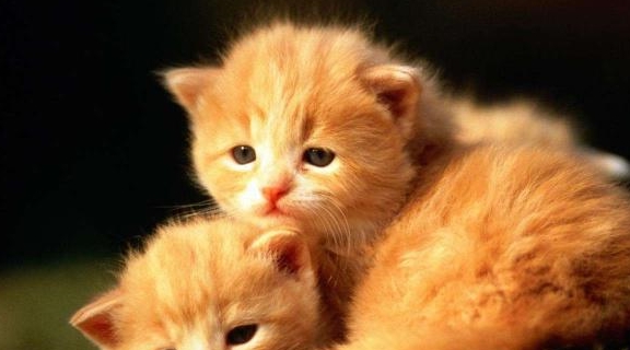 猫咪和人类幼崽谁更像 12579a778b2944b1a4d9390799e17ebf.jpeg