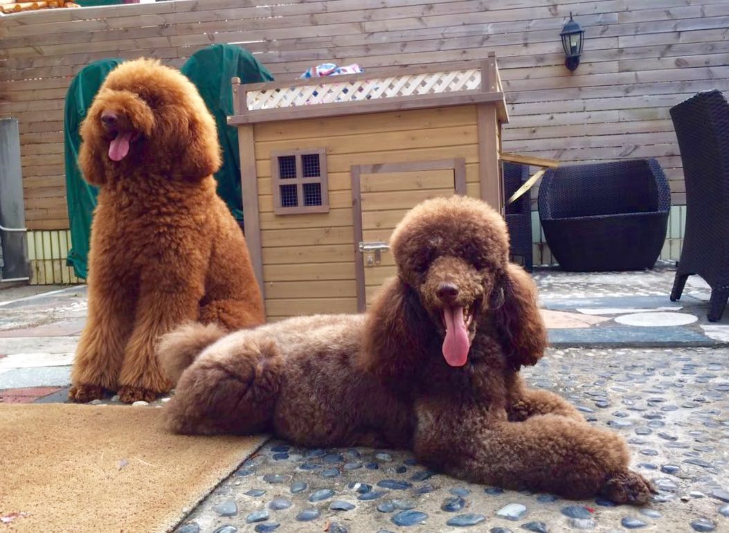 为什么大家都不太敢养