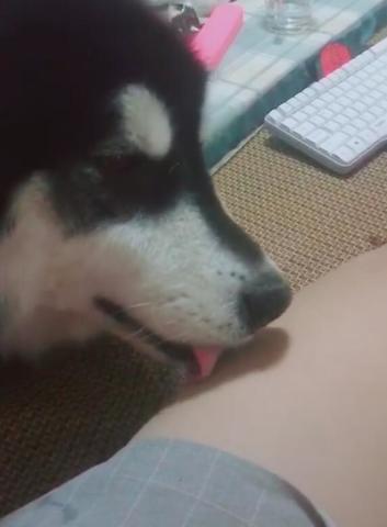 狗狗不停的舔大腿，酥酥麻麻，懷疑這腿剛從肉湯里泡出來！ 萌趣萌寵 第4张