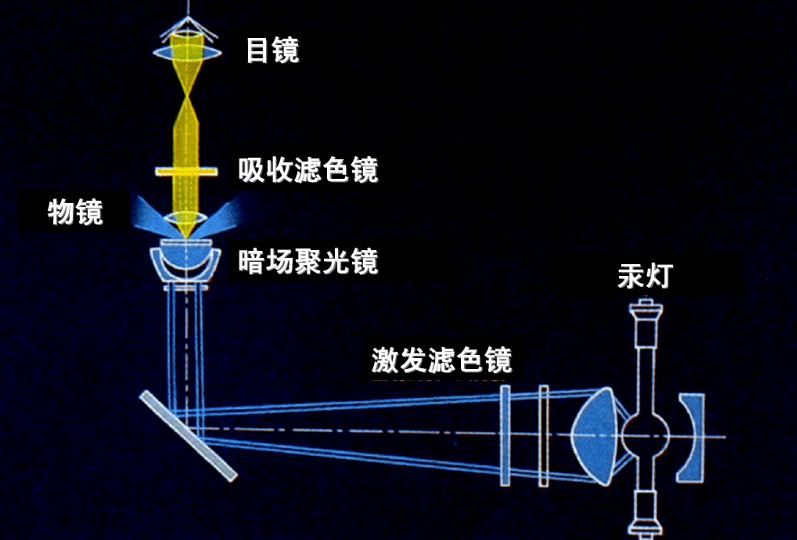 透射式荧光显微镜工作原理落射式荧光显微镜落射式荧光显微镜这是近代