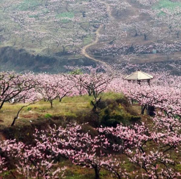 龙泉桃花故里