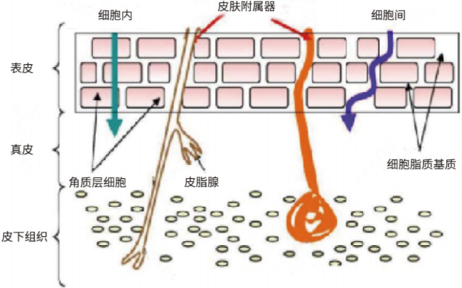 胶原蛋白都是噱头?不,这款精华拒绝伪概念