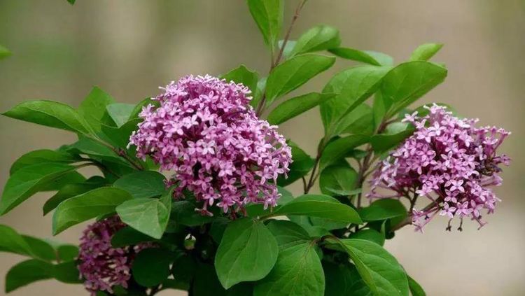 想要养殖好丁香花掌握住以下9个技巧就可以看到繁花锦簇