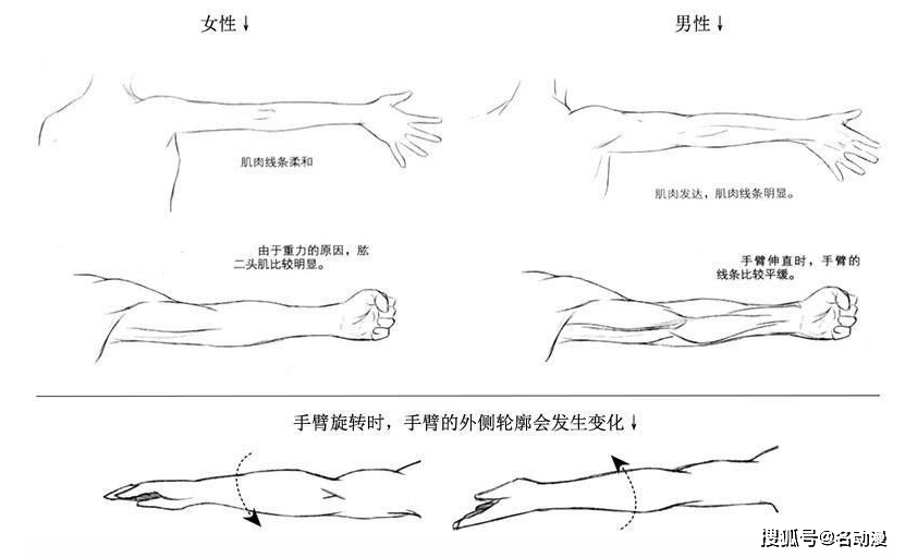 人物手臂怎样画?