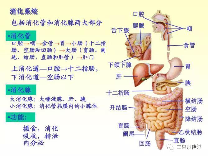 人体结构面面观