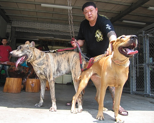 原创中国巨型猛犬的代表,并非藏獒,而是隐秘在东北大山中的它