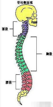 【丕元说健康】正骨高手必备—脊柱每一节段的定位方法!