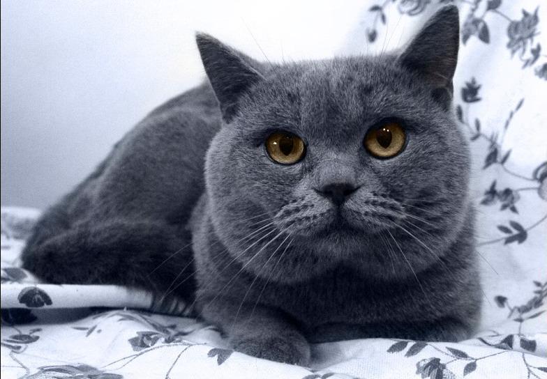 蓝猫小便的时候带有红色