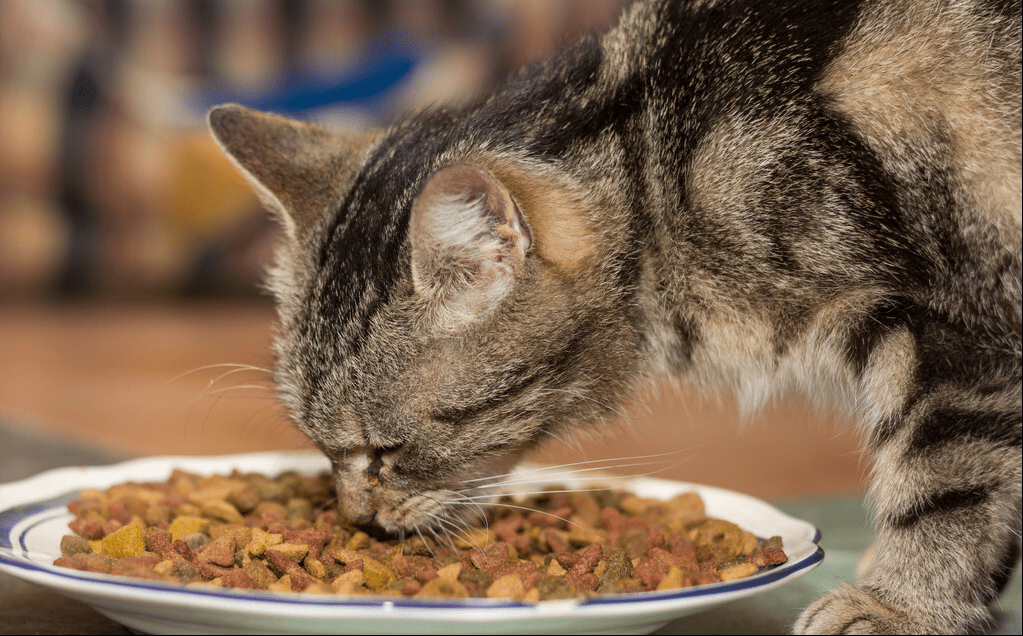 狸花猫吃什么猫粮好猫粮怎么挑选适合狸花猫吃的猫粮推荐