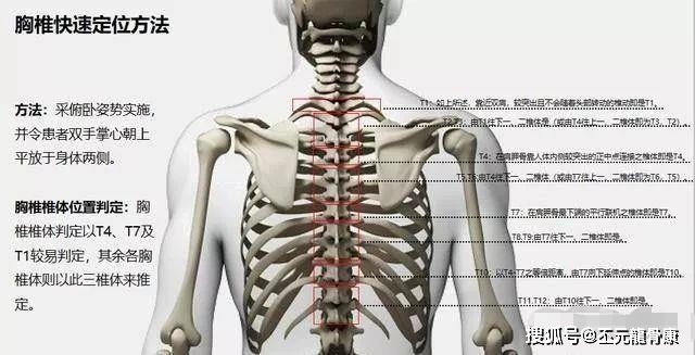 t2棘突:直立,两上肢自然下垂时,两侧肩胛冈内侧端连线与脊柱纵轴线