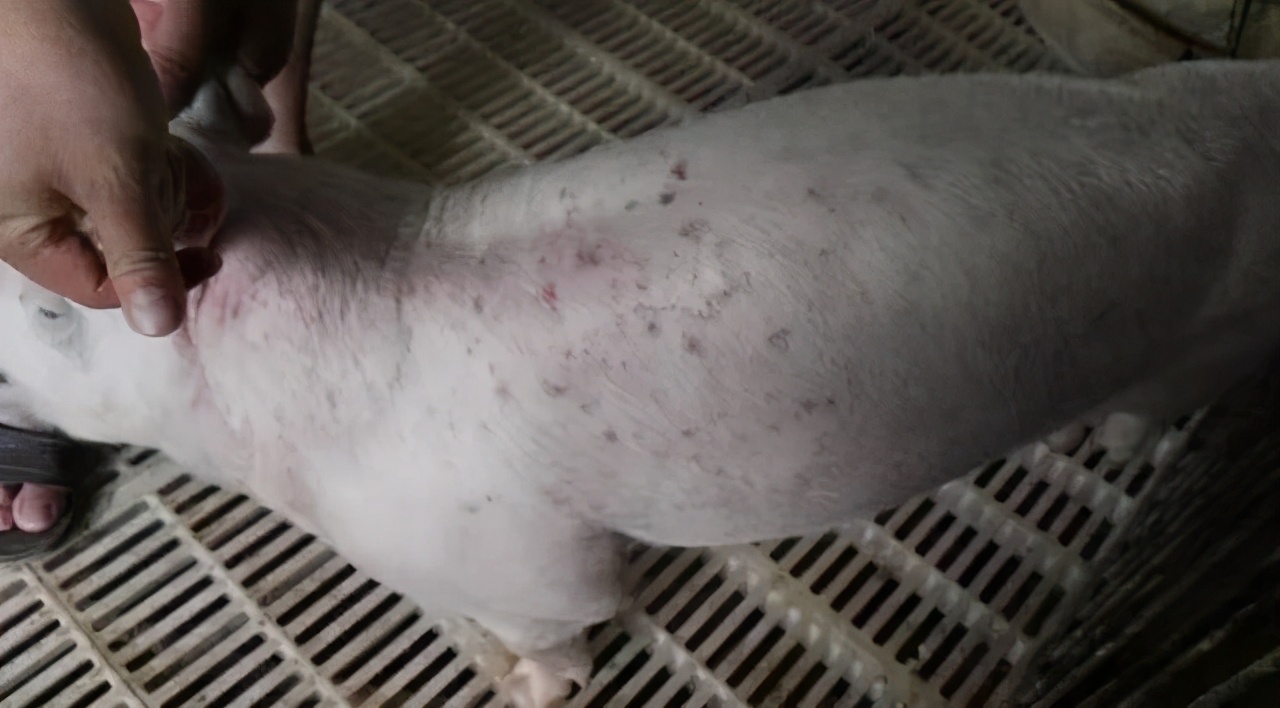 案例分析|猪只缺锌导致的皮肤病分析