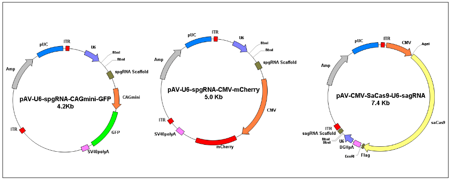 基因组|CRISPR/Cas9克隆