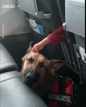 第一次坐飞机的狗狗,会是什么表情?恐怕你想不到哦