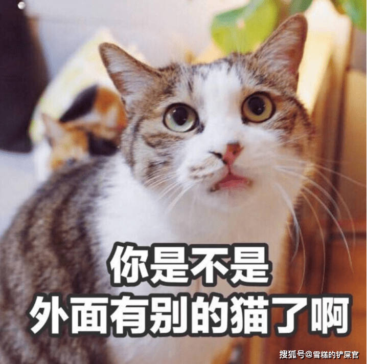 为什么有人说不能养两只猫 8bf8cae9819744049071aaccc8940092.png