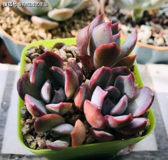 多肉怎么样修根 c46ec9ea8b0047ed9ae72170661a089b.jpeg