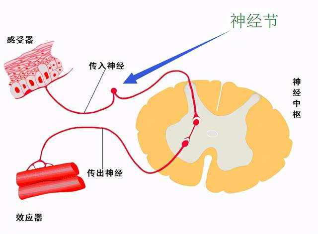 也知道其实我们更多是通过皮肤来感受温度,是因为皮肤分布