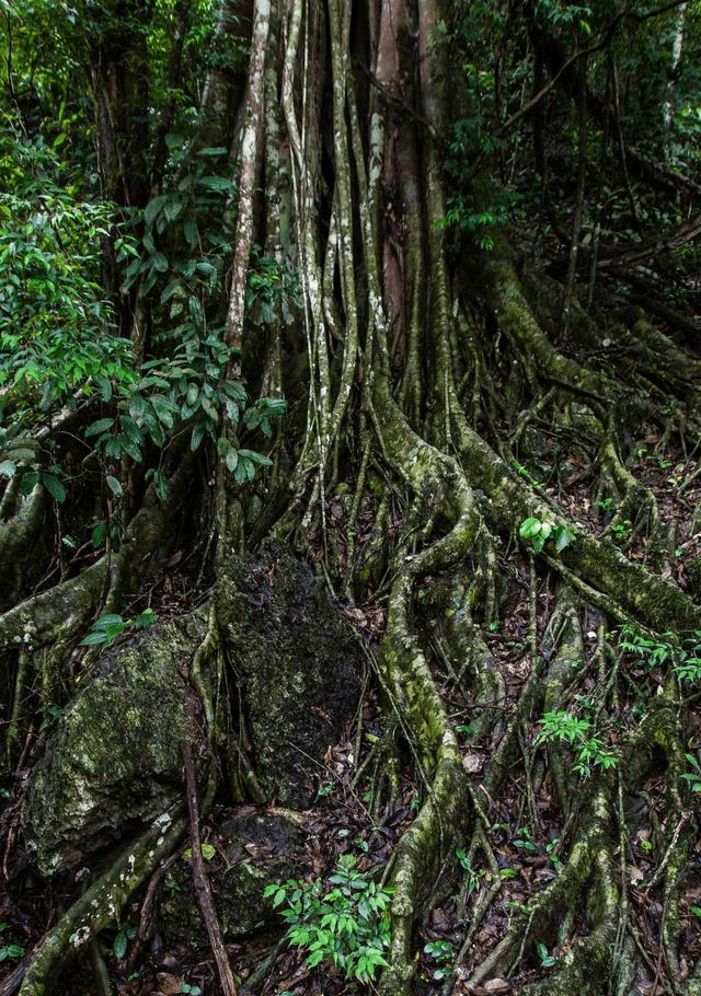 西双版纳热带植物园，千种高等植物年轮纹理清晰，见识自然界神奇