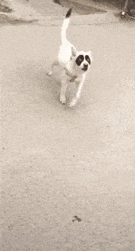 原创搞笑gif趣图:我觉得我还是不要去了,打不了折