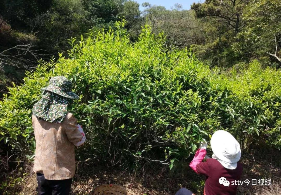 第二批广东省文化和旅游特色村名单出炉！汕头3个村入选，有你的家乡吗？